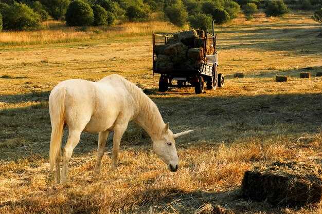 Автомобильная инфраструктура: дороги и города